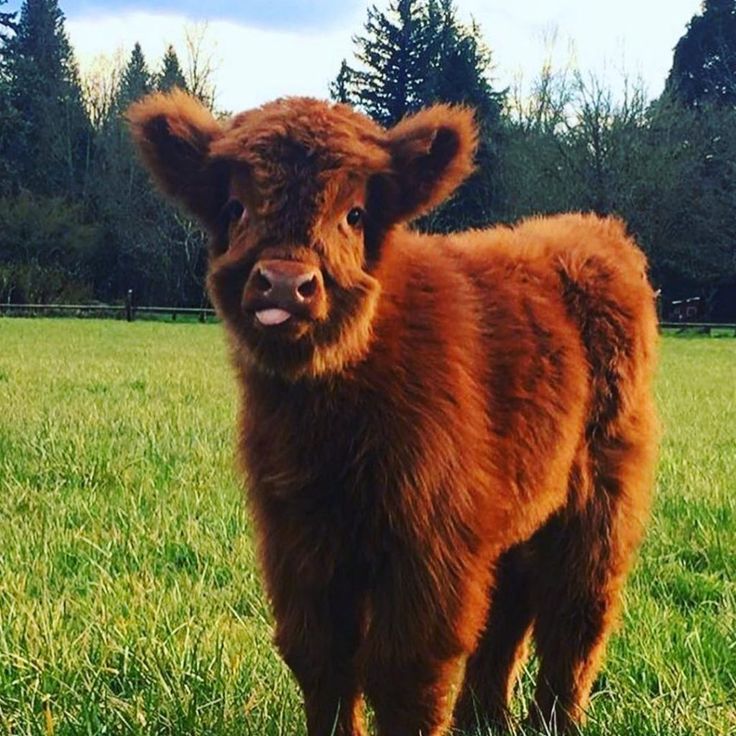 a brown cow standing on top of a lush green field