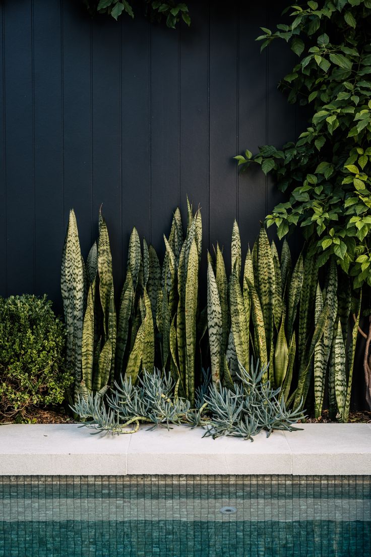 some very pretty green plants by the side of a swimming pool in front of a black wall