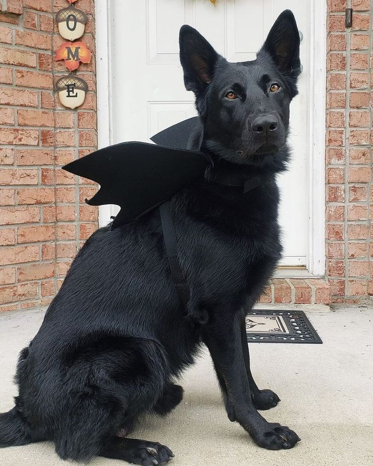 a black dog wearing a bat costume sitting in front of a door and looking at the camera