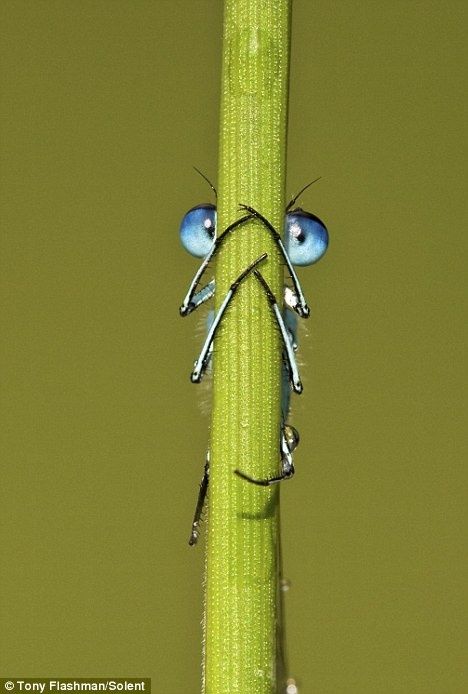 two bugs sitting on top of a plant with the caption i'm hiding from monday