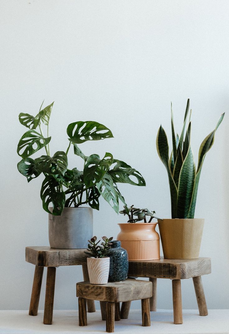 three potted plants sitting on wooden stools