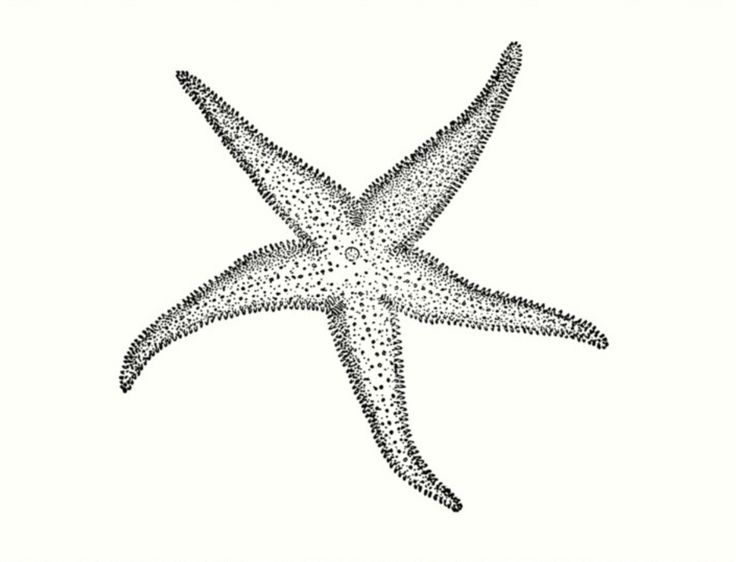 a black and white starfish on a white background