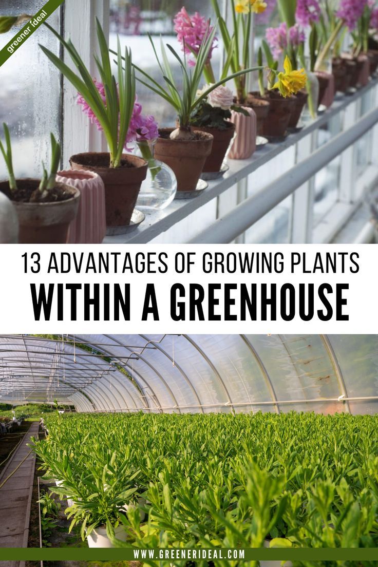 Benefits of Gardening using Outdoor Structures and Greenhouses Greenhouse Gardens, Inside A Greenhouse, Simple Greenhouse, Greenhouse Garden, Food Gardening, Row Covers, Greenhouse Ideas, Herb Gardening, Farm Projects