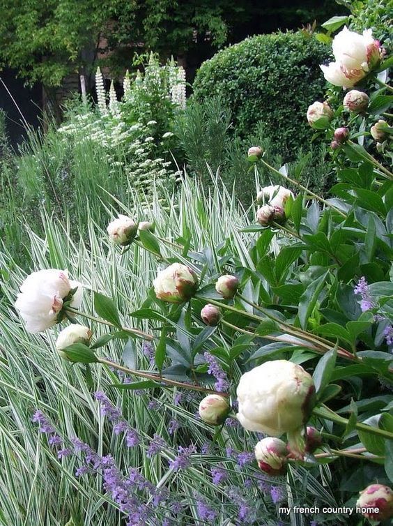 the flowers are blooming in the garden next to the grass and bushes on the side of the house