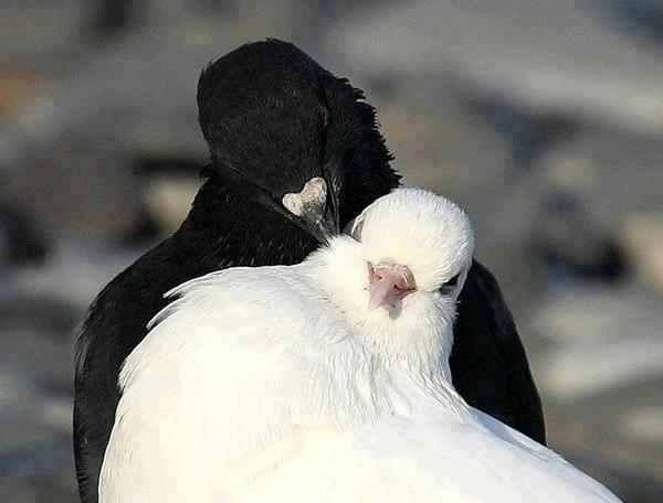 two birds standing next to each other with a quote on the back one is black and white