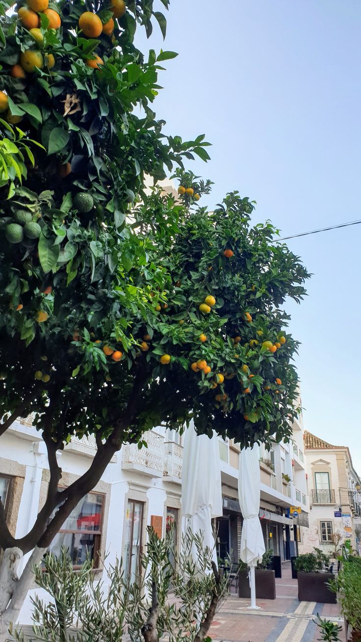 an orange tree in front of a store