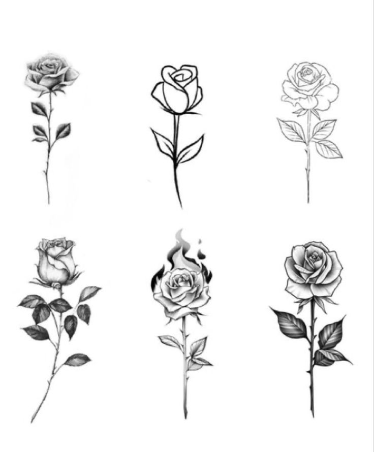 six different roses are shown in black and white