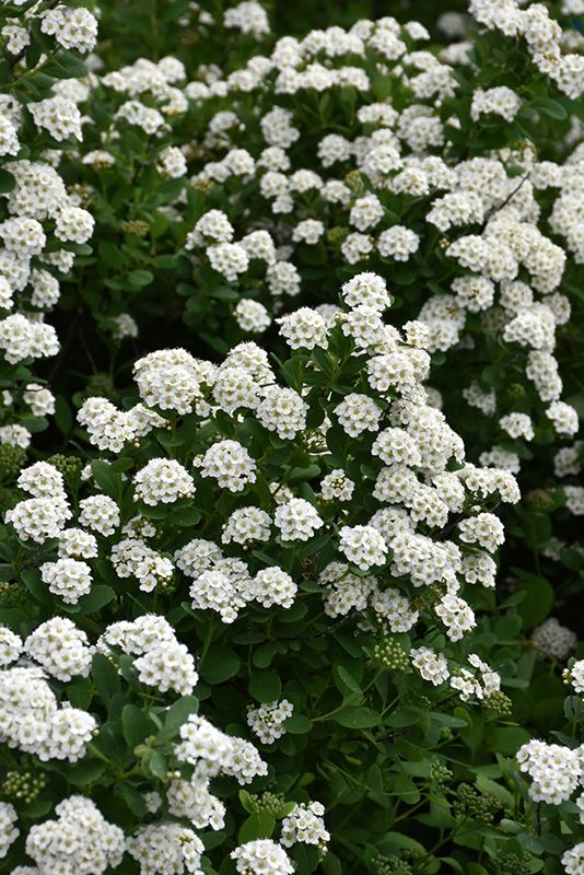 the white flowers are blooming on the bush