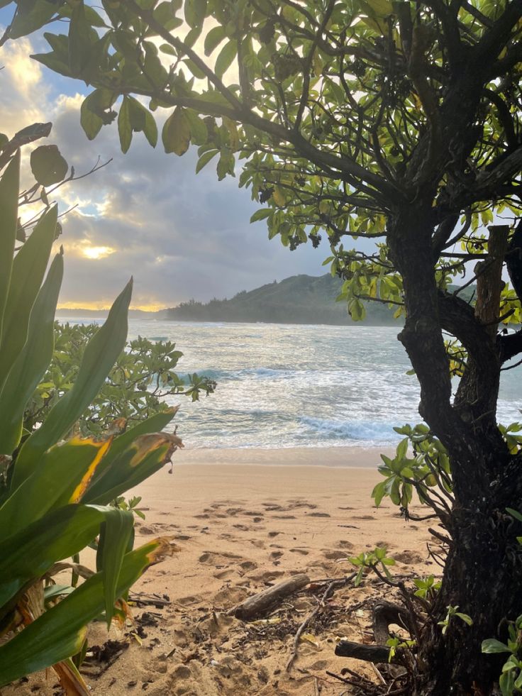 the sun is shining through some trees on the beach