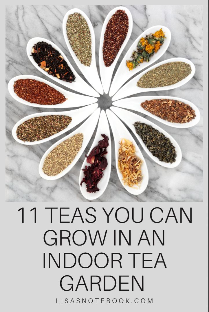 the 11 teas you can grow in an indoor garden with text overlaying it