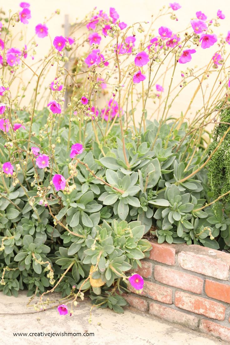 some pink flowers are growing out of a brick planter