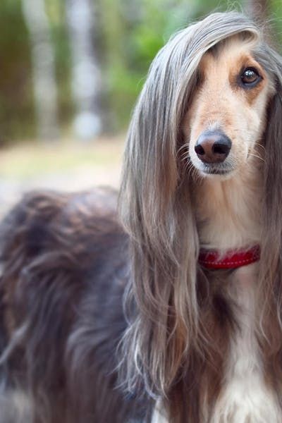 a brown and white dog with long hair standing in front of the camera wearing a red collar