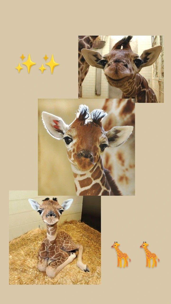 three pictures of giraffes in different stages of their life, with stars above them