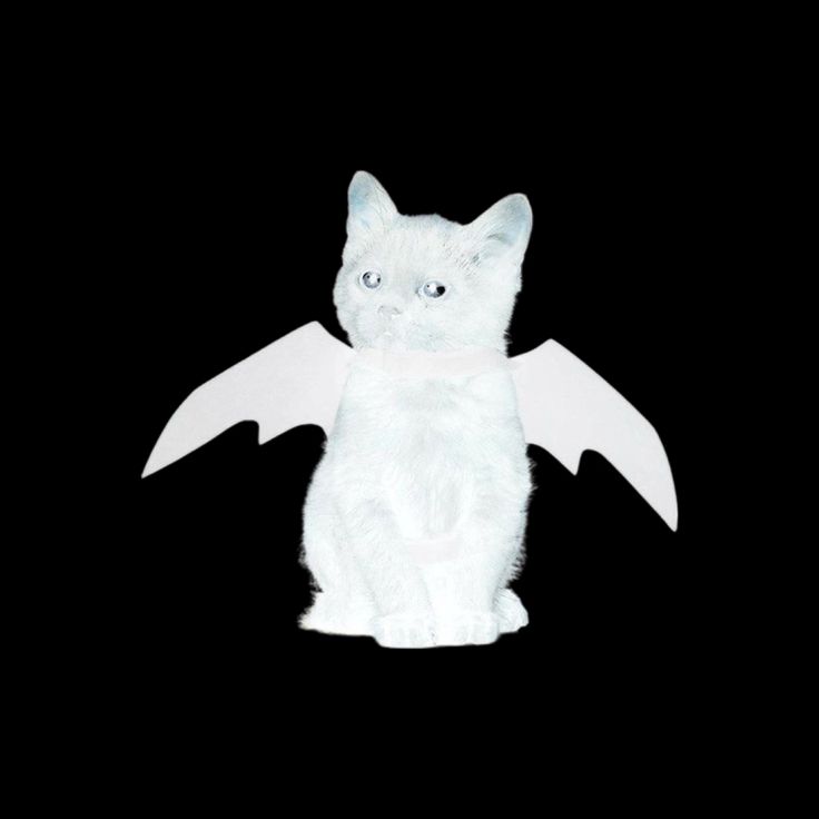 a white cat sitting on top of a black floor with wings around it's neck