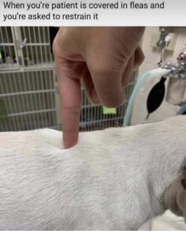 a white dog laying on top of a bed next to a person's hand