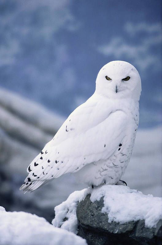 a snowy owl sitting on top of a rock