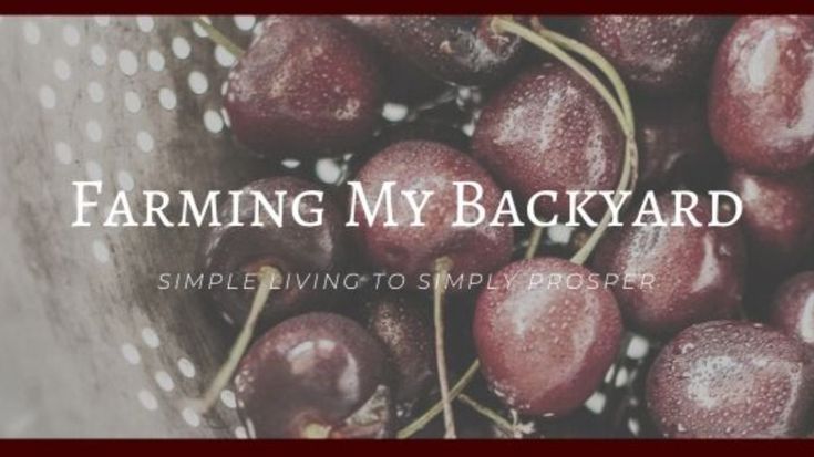 Farming My Backyard | Urban Homesteading + Gardening + Chickens