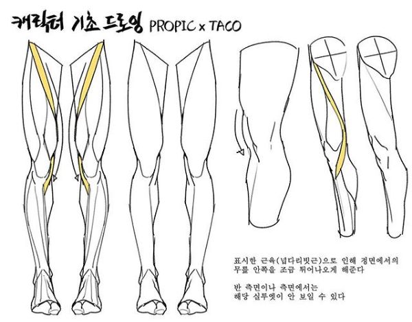 The highlighted muscle (sartorius) makes the knee bump out a little when seen from the front.  However from a side angle, the silhouette of this muscle can’t be seen most of the time. Leg Reference, Leg Anatomy, Drawing Legs, Anatomy Tutorial, Human Anatomy Drawing, Body Drawing Tutorial, Human Anatomy Art, Anatomy Sketches, Body Reference Drawing