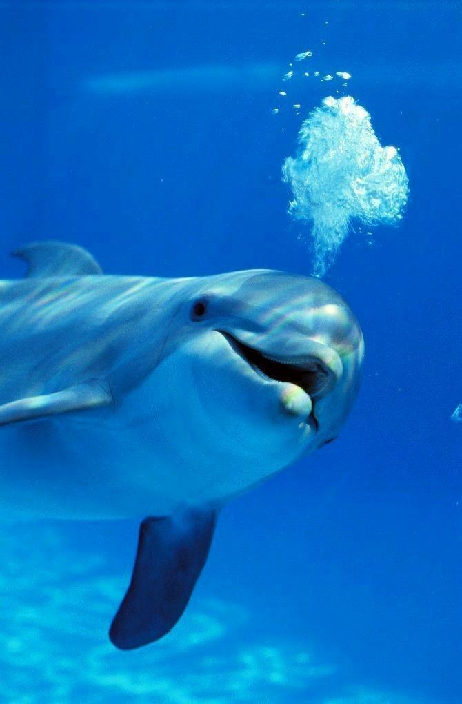 a dolphin swimming in the water with its mouth open