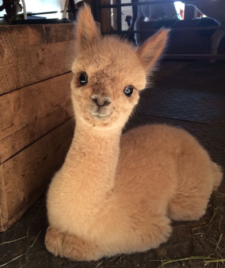 a baby alpaca is sitting on the ground