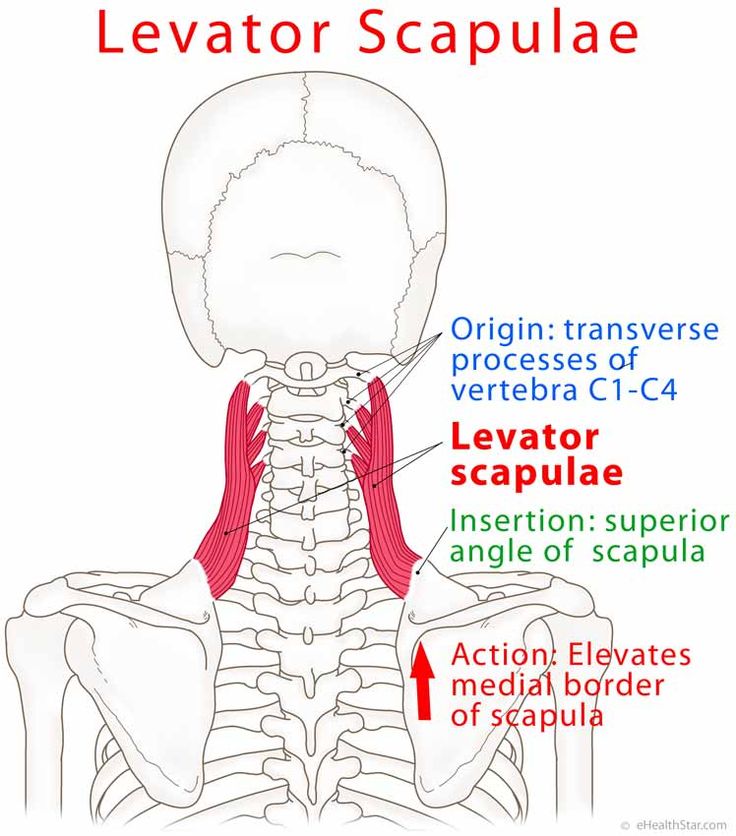 the location of the sacula in the neck and upper back of the neck is shown