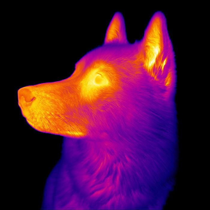 a close up of a dog's head with red and yellow light on it