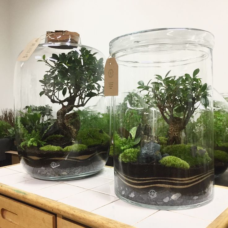 two glass vases filled with plants on top of a counter