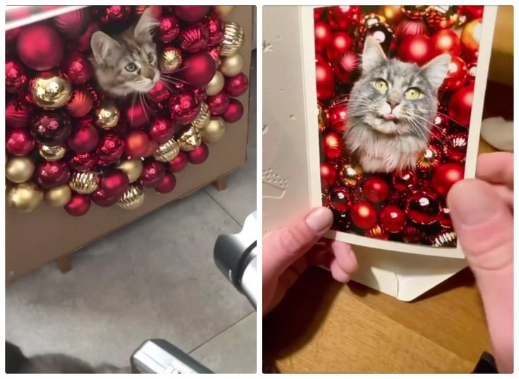 two pictures one with a cat and the other with christmas ornaments on it, both have cats'heads in them