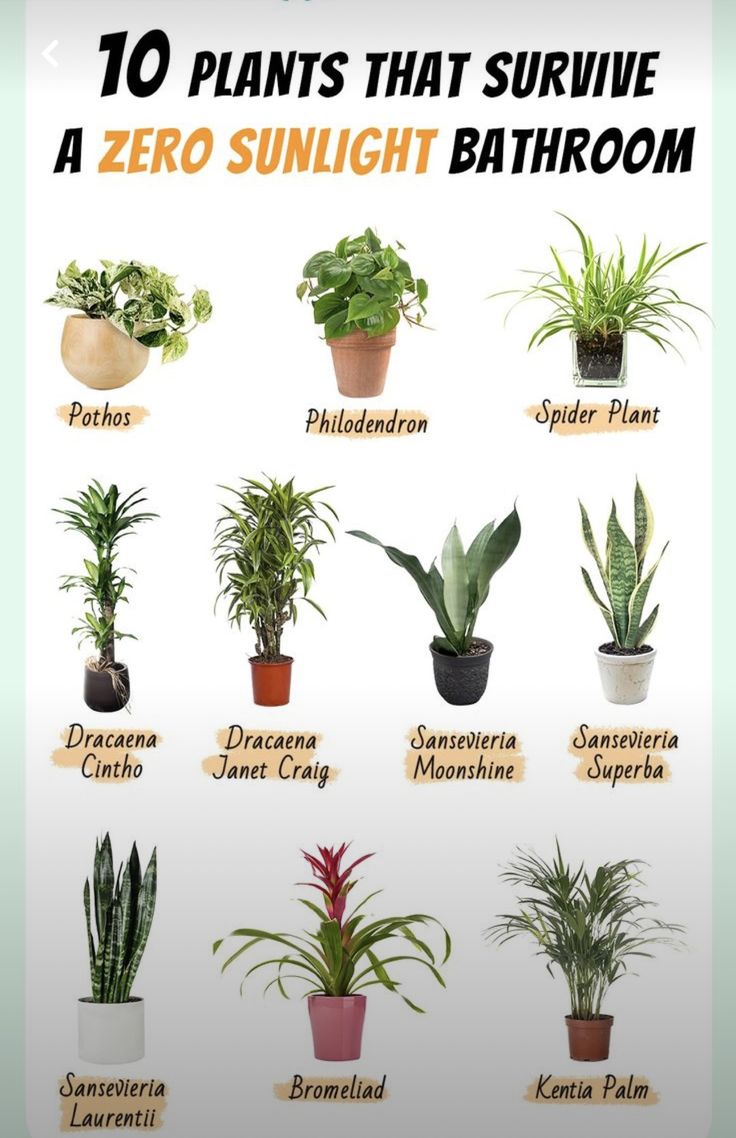 the top ten houseplants that survive a zero sunlight bathroom plant list is shown