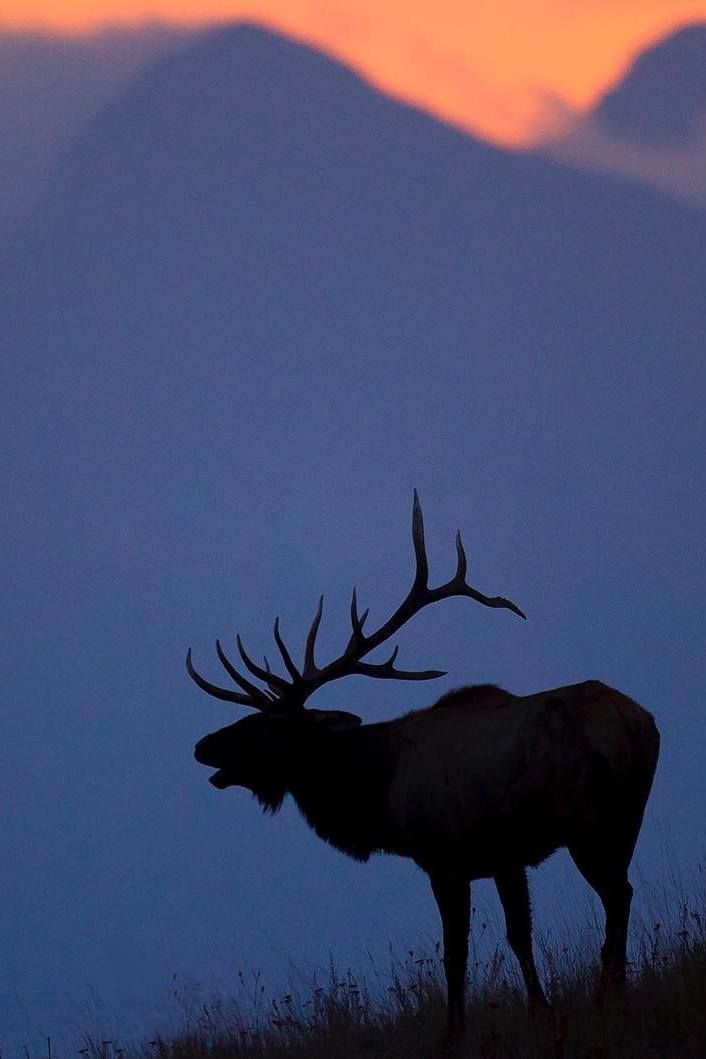 a large elk standing on top of a grass covered hillside at sunset with mountains in the background