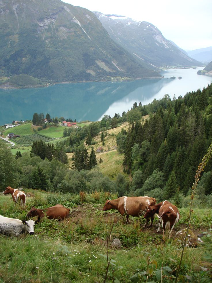 cows graze on the side of a grassy hill overlooking a lake and mountain range