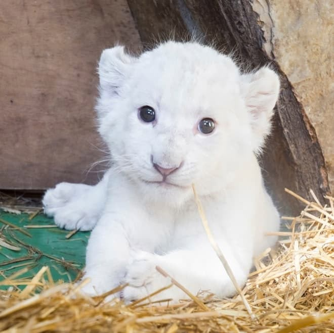 a small white tiger cub laying on top of hay