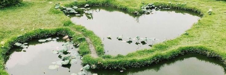 a heart shaped lawn with water lilies in it