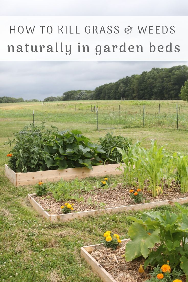 an image of garden beds with flowers and plants growing in them on the grass, text overlay reads how to kill grass & weeds naturally in garden beds