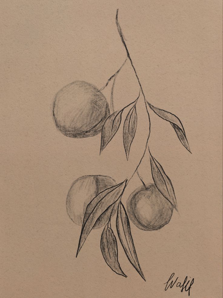 a pencil drawing of two olives on a branch