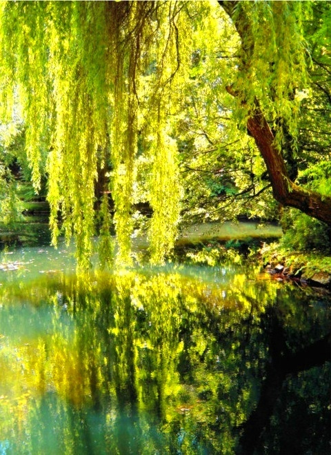 a pond surrounded by lush green trees and water