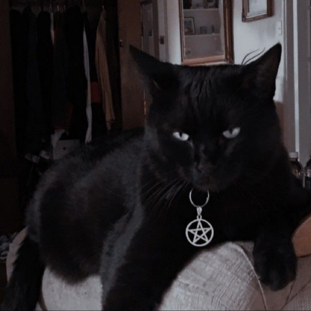 a black cat laying on top of a couch