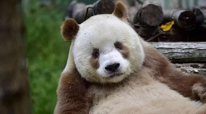 a brown and white panda bear laying on its back