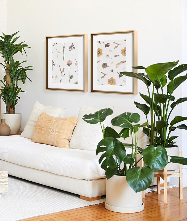 some plants are sitting on the floor in front of a couch and two framed pictures