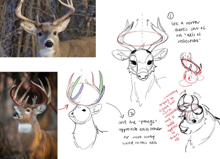 three different pictures of deer with antlers on their heads