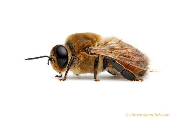 a close up of a bee on a white background with the caption photo by alex wild