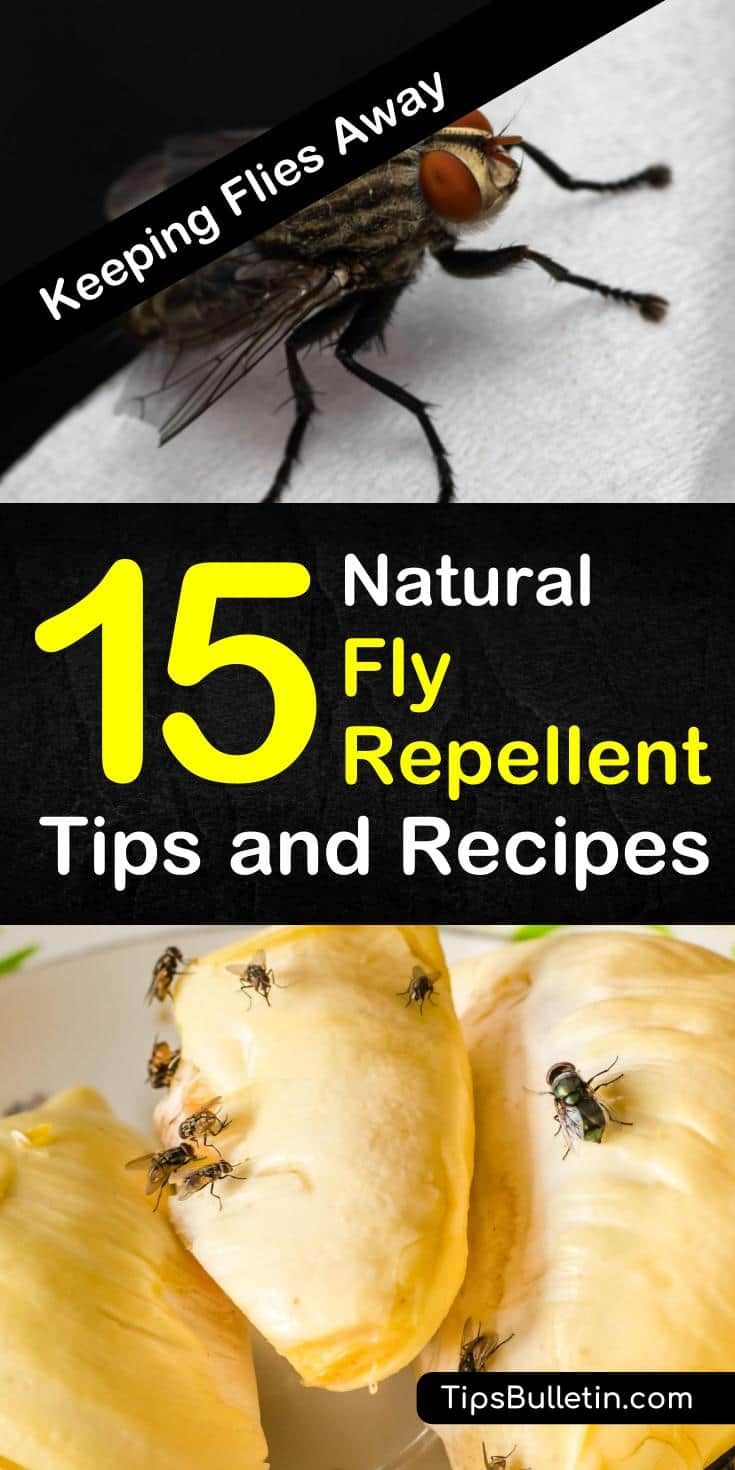 Keeping Flies Away - 15 Natural Fly Repellent Tips and Recipes Outdoor Fly Repellent, Natural Fly Repellent Outdoors, Homemade Fly Spray, Natural Fly Repellant, Wasp Repellent, Grow Seeds, Bug Repellant, Veggie Gardens, Ranch Ideas