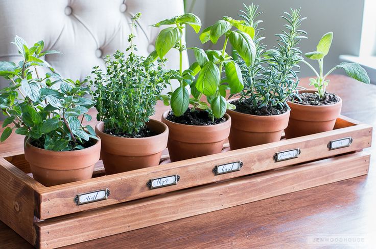 several potted plants sit in a tray on a wooden table with a tufted chair behind them