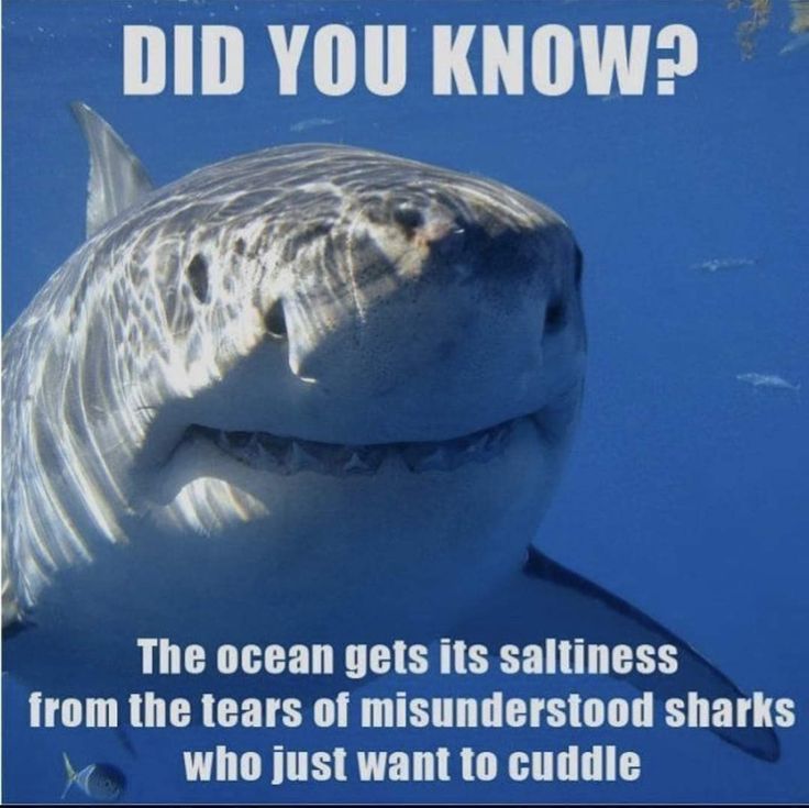 a shark with its mouth open and the caption says, did you know?