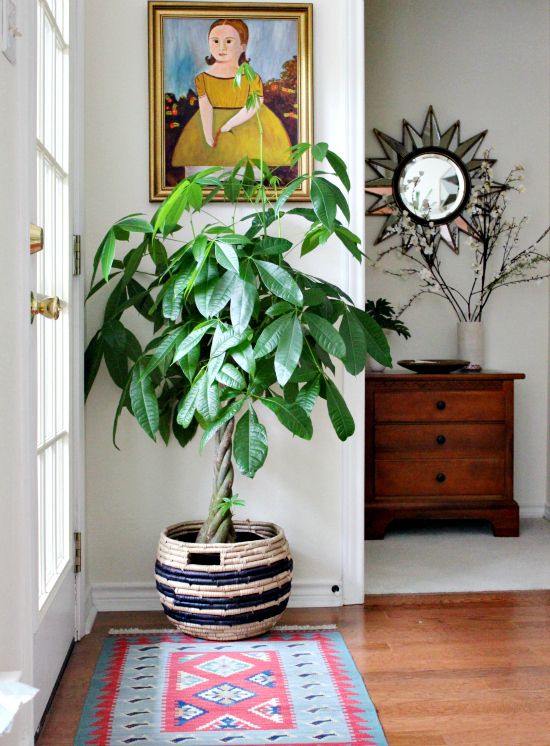 a houseplant in a pot on the floor next to a painting and rug