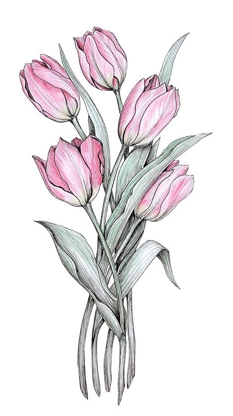 a drawing of pink flowers on a white background