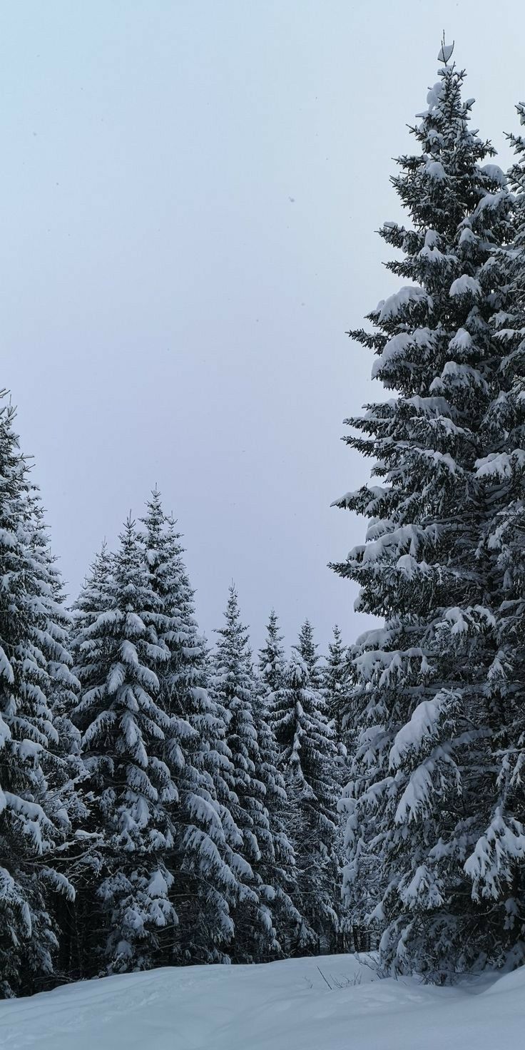 snow covered pine trees in the distance