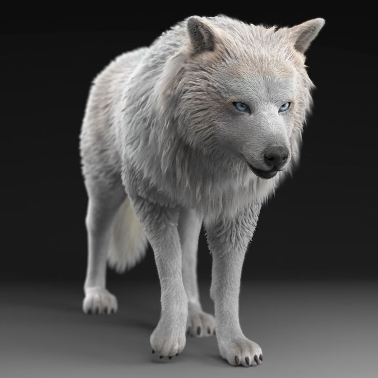 a white wolf with blue eyes standing on a gray surface in front of a black background