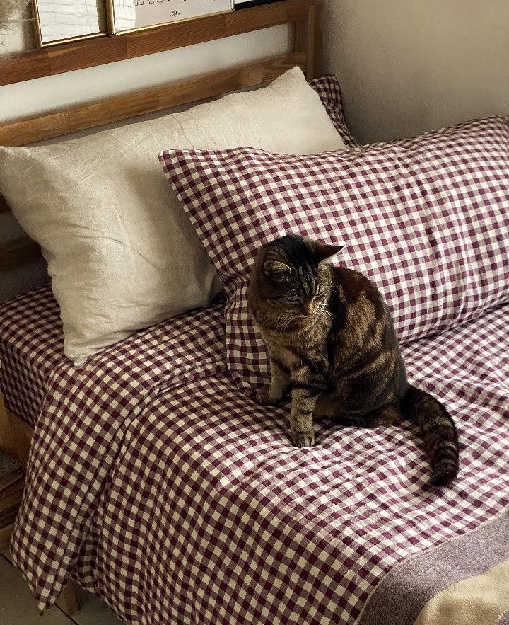 a cat sitting on top of a bed next to pillows