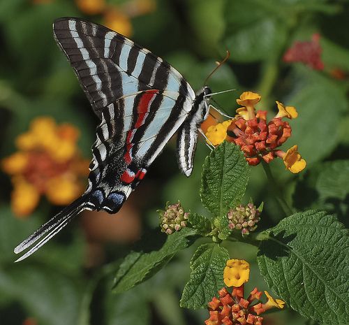 a colorful butterfly sitting on top of a green leafy plant next to yellow and red flowers